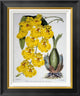 "Oncidium Varicosum Var. Rogers II"  by Samuel Jennings, 18x22"