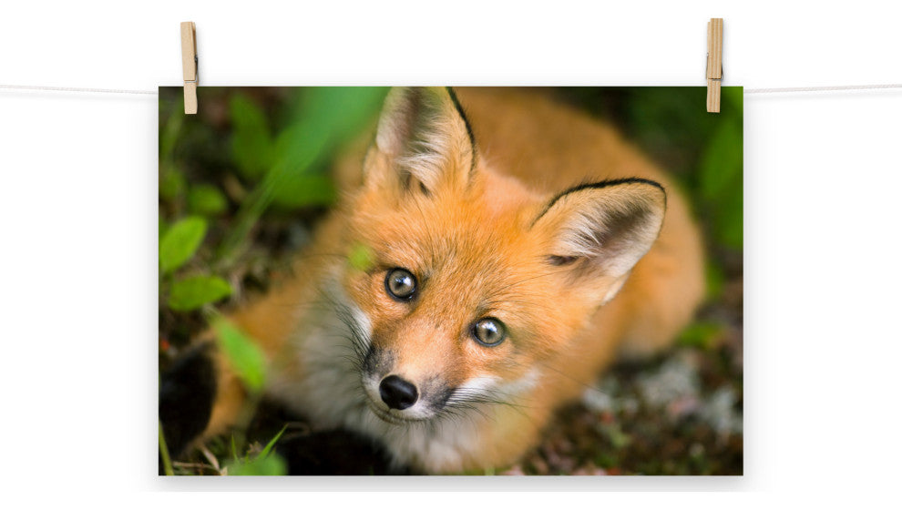 Young Red Fox Face Animal Wildlife Nature Photograph Loose Wall Art Print, 12" X 18"