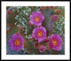 "Beavertail Cactus flowering, Arizona"  by Tim Fitzharris, 44x37"