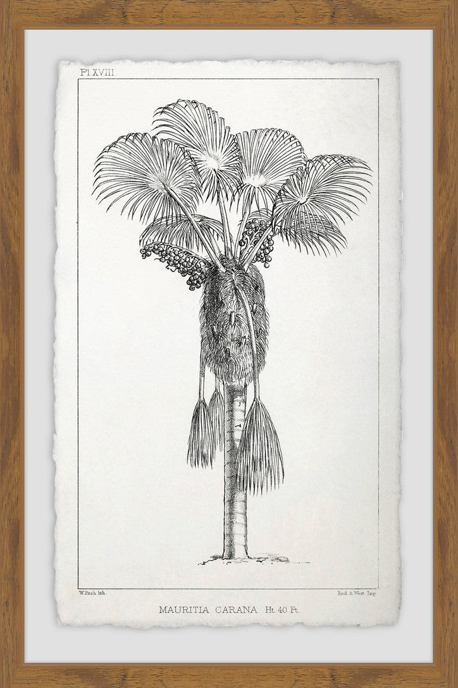 "Palm Livistona" Framed Painting Print, 24"x36"
