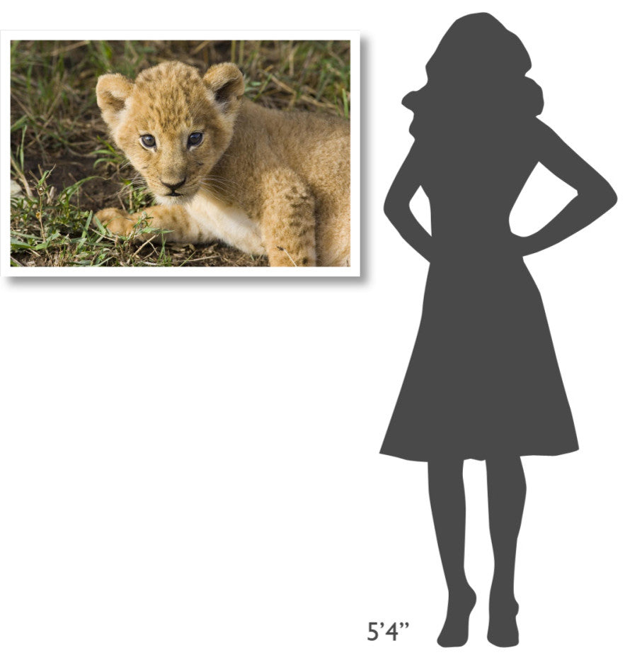 "African Lion 5 week old cub, vulnerable, Masai Mara Reserve" Paper Art, 38"x26"