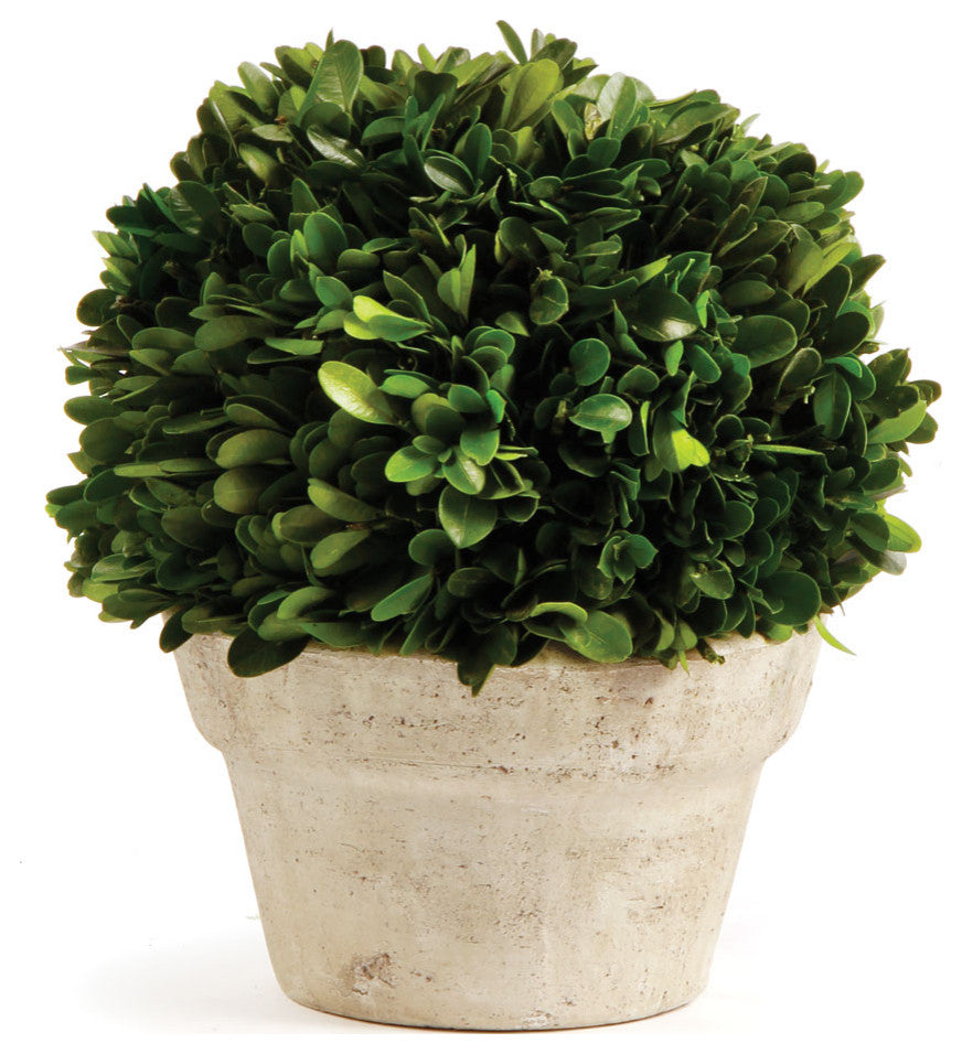Boxwood Ball, Pot Medium