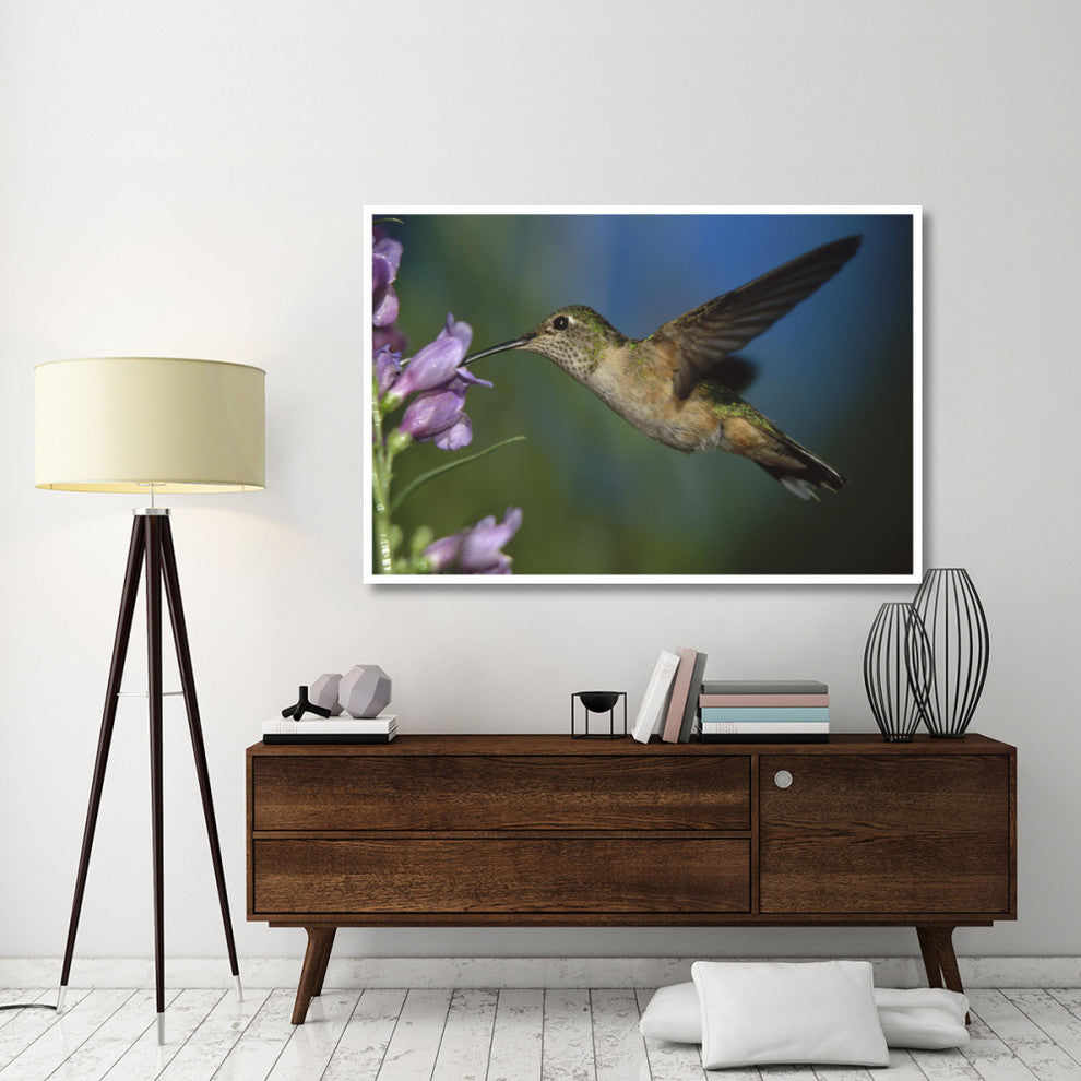 "Broad-tailed Hummingbird feeding on nectar" Paper Art, 62"x42"