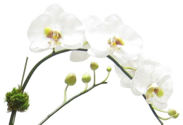Artificial Phalaenopsis Double Orchid Drop In