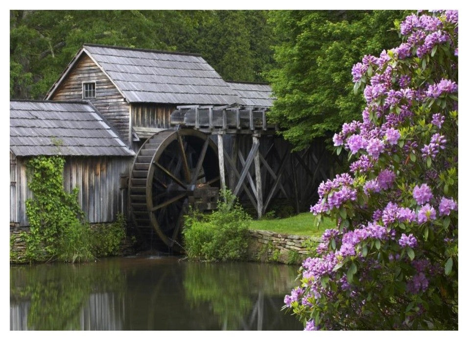 "Rhododendron blossoming at Mabry Mill, Blue Ridge Parkway Paper Art, 24"x17.62"