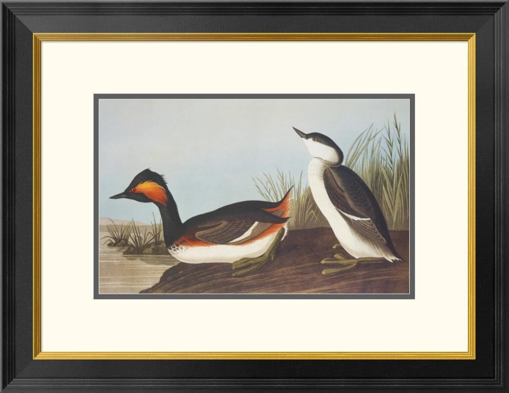 "Eared Grebe" Framed Digital Print by John James Audubon, 26"x20"