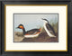 "Eared Grebe" Framed Digital Print by John James Audubon, 26"x20"
