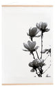 Monika Strigel Black Magnolia Art Print and Hanger
