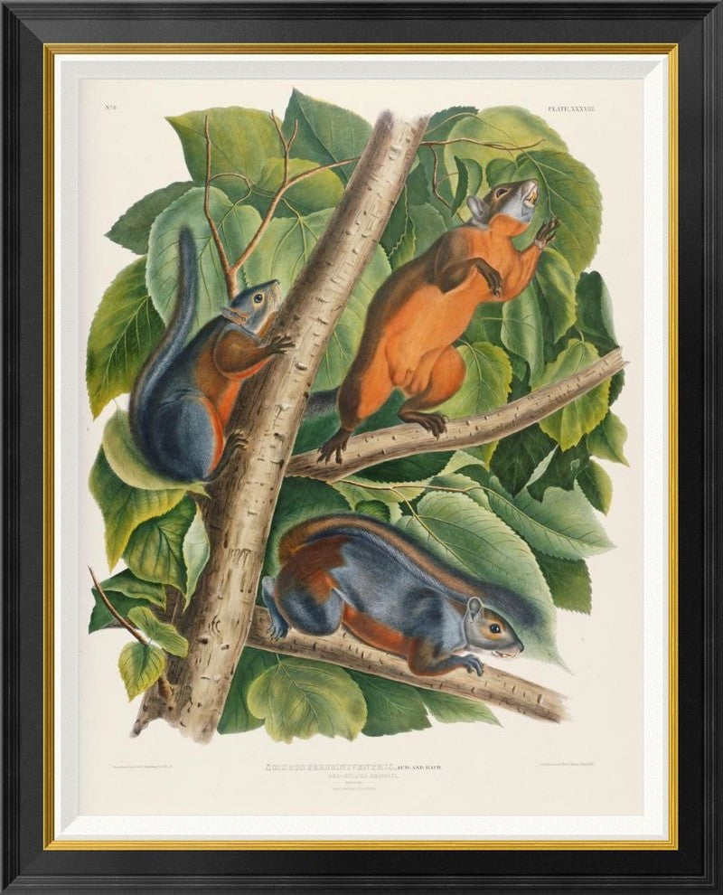"Red-Bellied Squirrel" Framed Canvas Giclee by John James Audubon, 29x36"