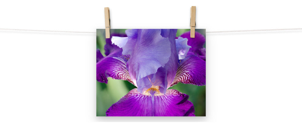 Glowing Iris Nature Photography, Floral Unframed Wall Art Print, 8" X 10"