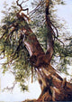 David Johnson Study of a Cedar, 18"x27" Wall Decal Print