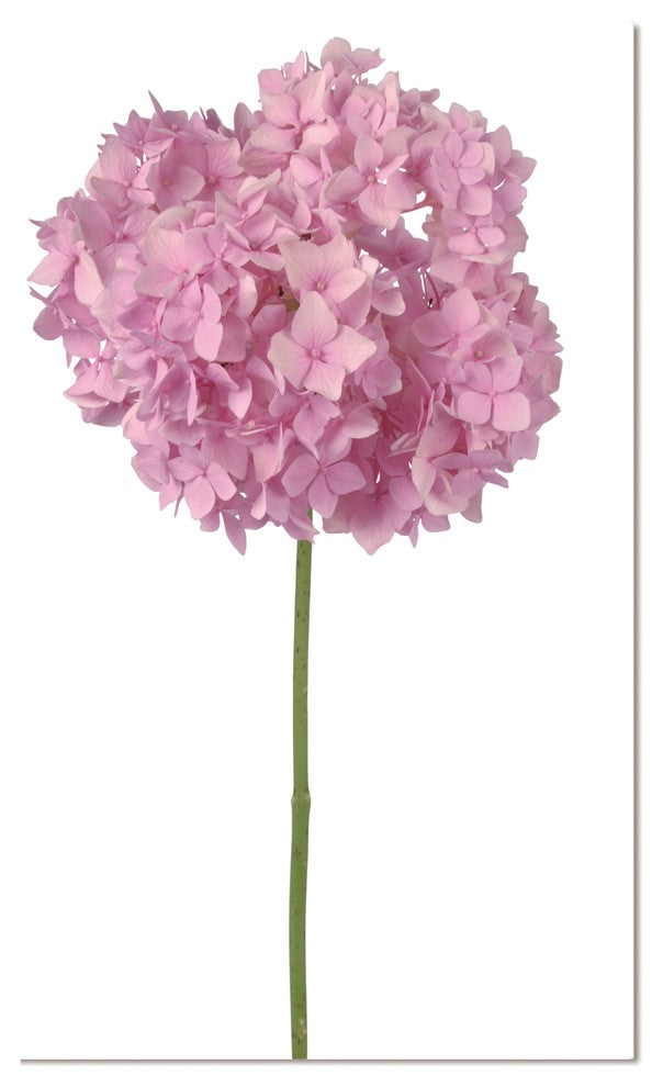 Acrylic Picture of Pink Flower, Hydrangea, 60"x40"