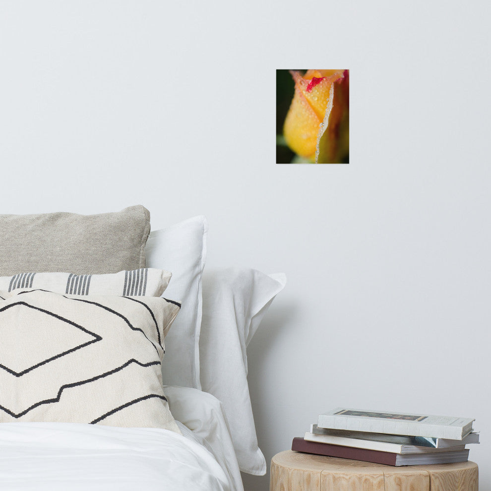 Dew on Yellow Rose Nature Photography, Floral Unframed Wall Art Print, 8" X 10"