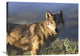 "Gray Wolf , North America" Artwork, 32" x 24"