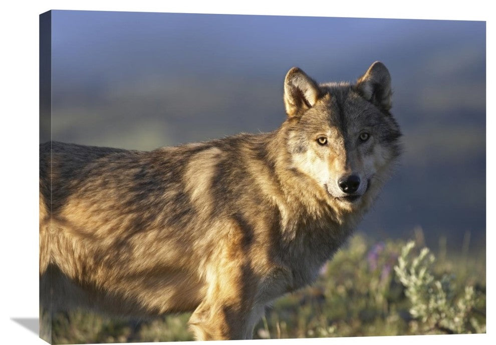 "Gray Wolf , North America" Artwork, 32" x 24"