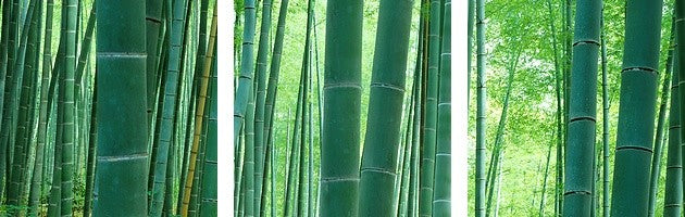 "Bamboo Forest, Sagano, Kyoto, Japan" Canvas Art, 36"x12"x1.25"