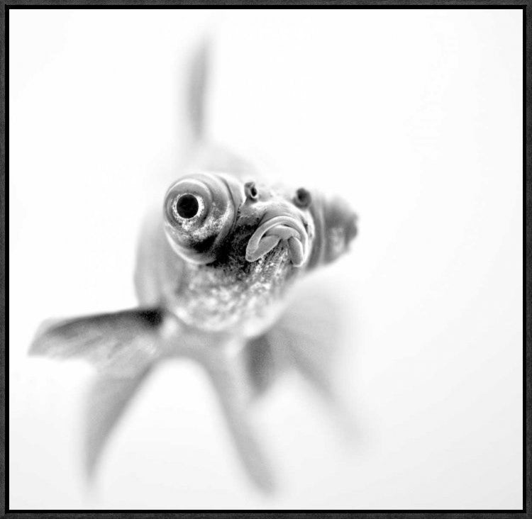 "IM Ready For My Close Up" Framed Canvas Giclee by Paul, 23x22"