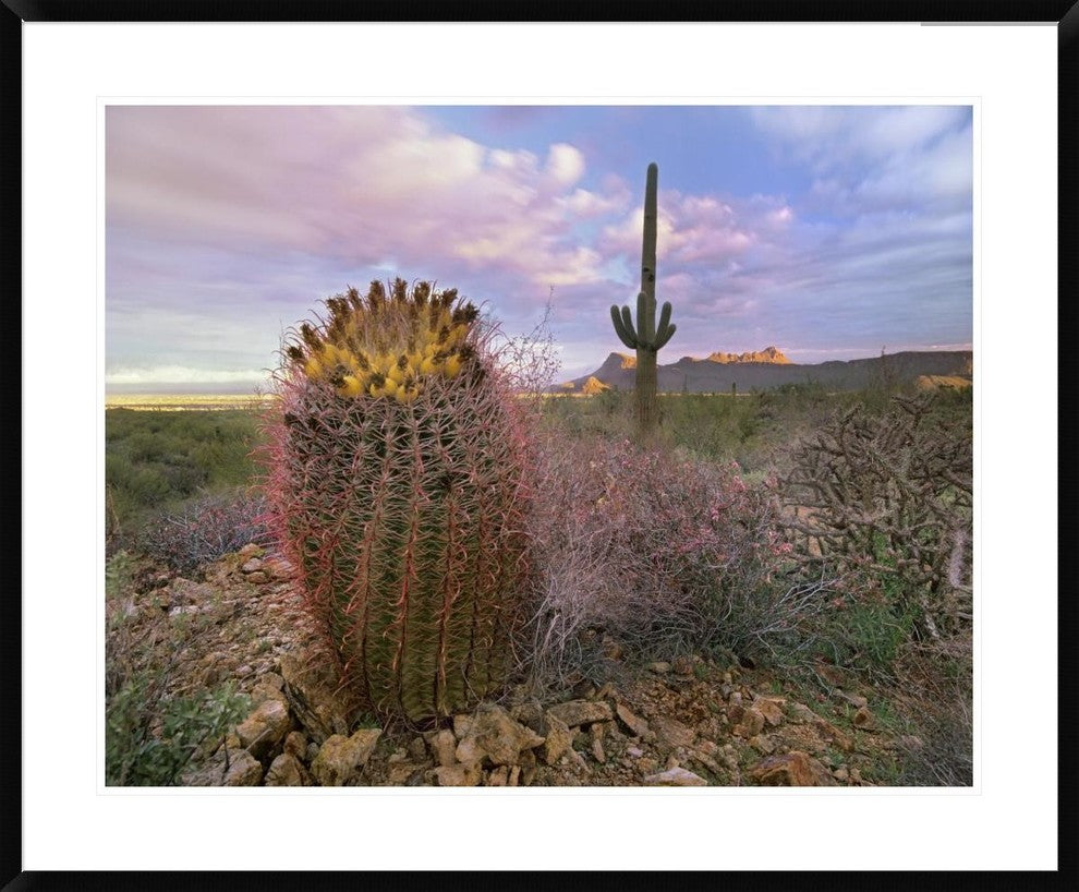 Saguaro And Giant Barrel Cactus, Saguaro National Park, Arizona, 38"x30"