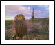 Saguaro And Giant Barrel Cactus, Saguaro National Park, Arizona, 38"x30"