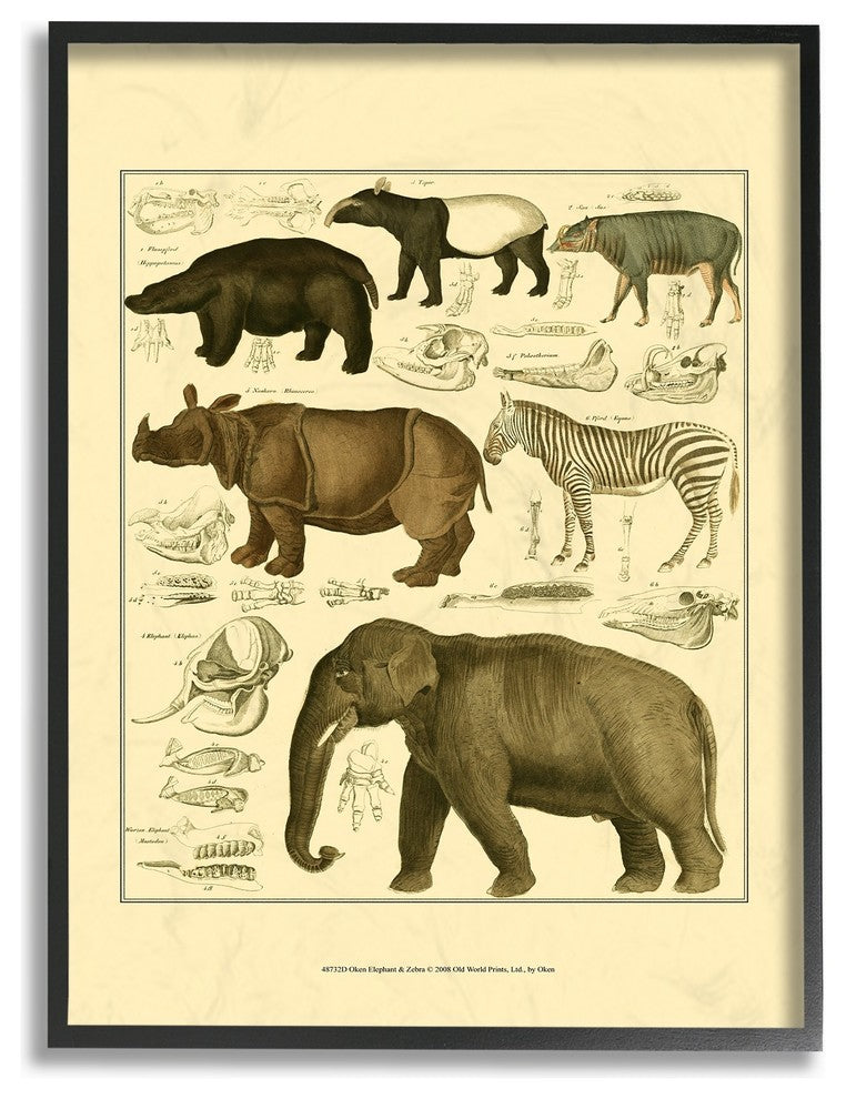 Animal Anatomy Illustration Framed Giclee Texturized Art, 11"x14"