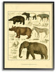 Animal Anatomy Illustration Framed Giclee Texturized Art, 11"x14"