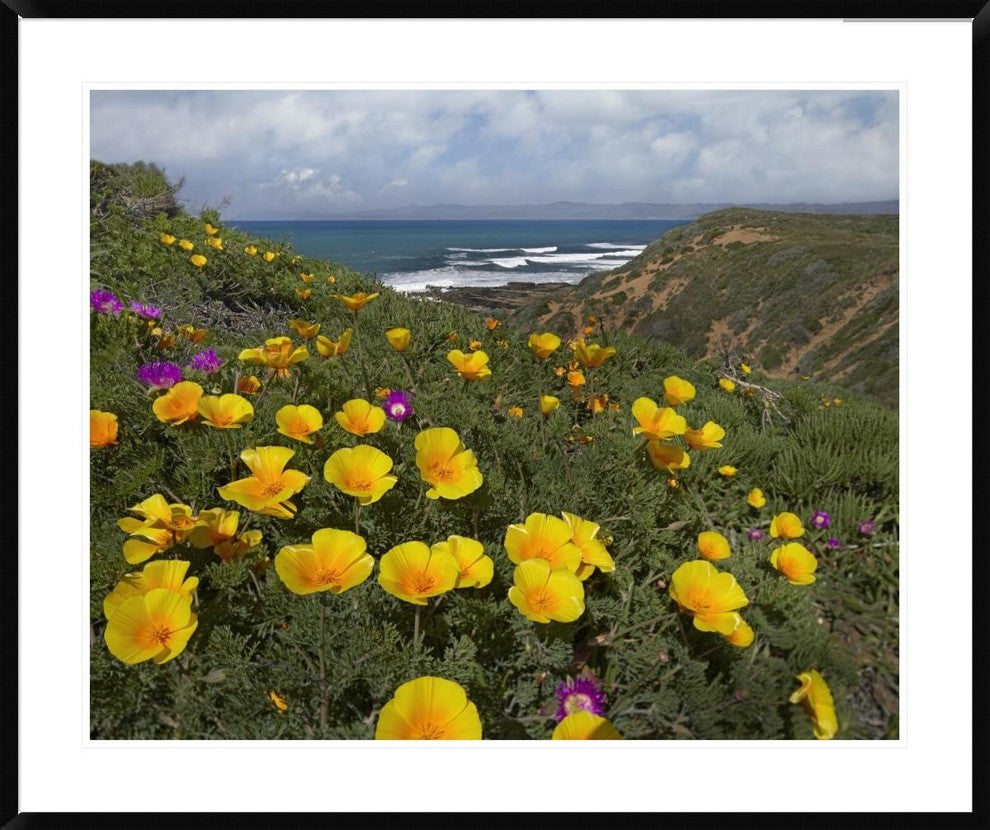 California Poppy Field, Montano De Oro State Park, California, 41"x34"