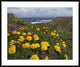 California Poppy Field, Montano De Oro State Park, California, 41"x34"