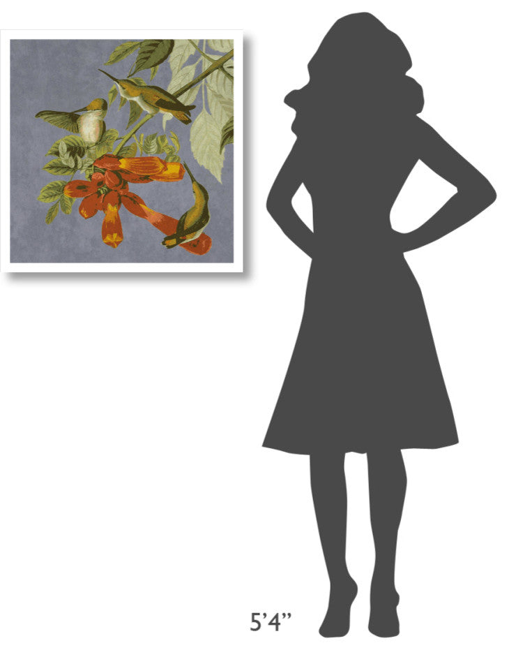 "Audubon Decor - Humming Bird Detail" Digital Paper Print by BG.Studio, 26"x26"