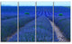 Lavender Field Sunset Near Valensole, Floral Canvas Art Print, 48"x28", 4 Panels