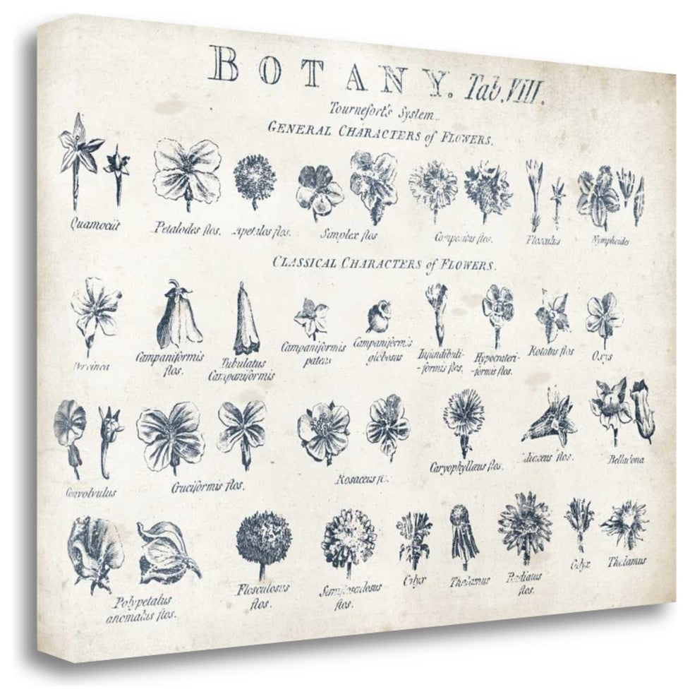 "Botany Tab VIII Indigo And White" By Wild Apple Portfolio, Gallery Wrap Canvas