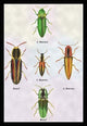South American Beetles #1- Gallery Wrapped Canvas Art 28" x 42"