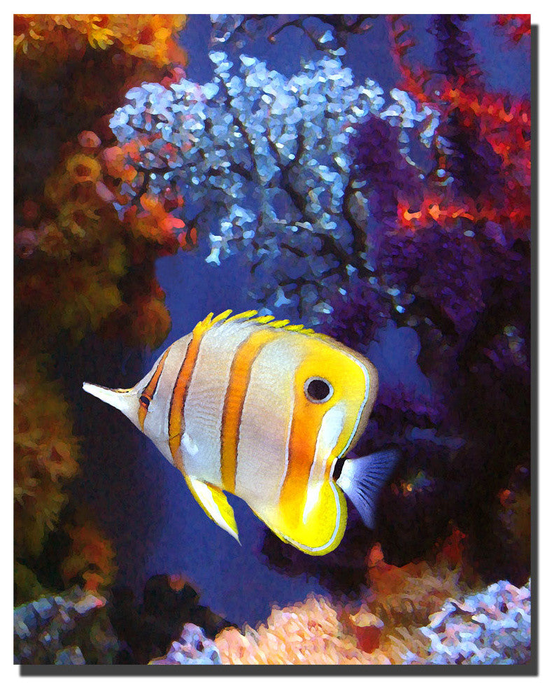 'Longnose Butterfly Fish' Canvas Art by Amy Vangsgard