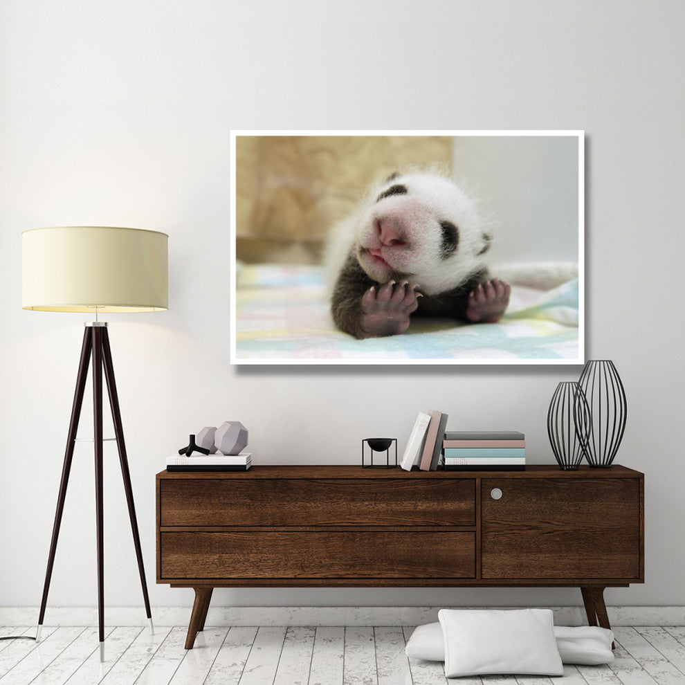 "Giant Panda baby stretching, Wolong Nature Reserve, China" Paper Art, 62"x42"