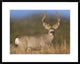 "Mule Deer male in dry grass, North America"  by Tim Fitzharris, 32x26"