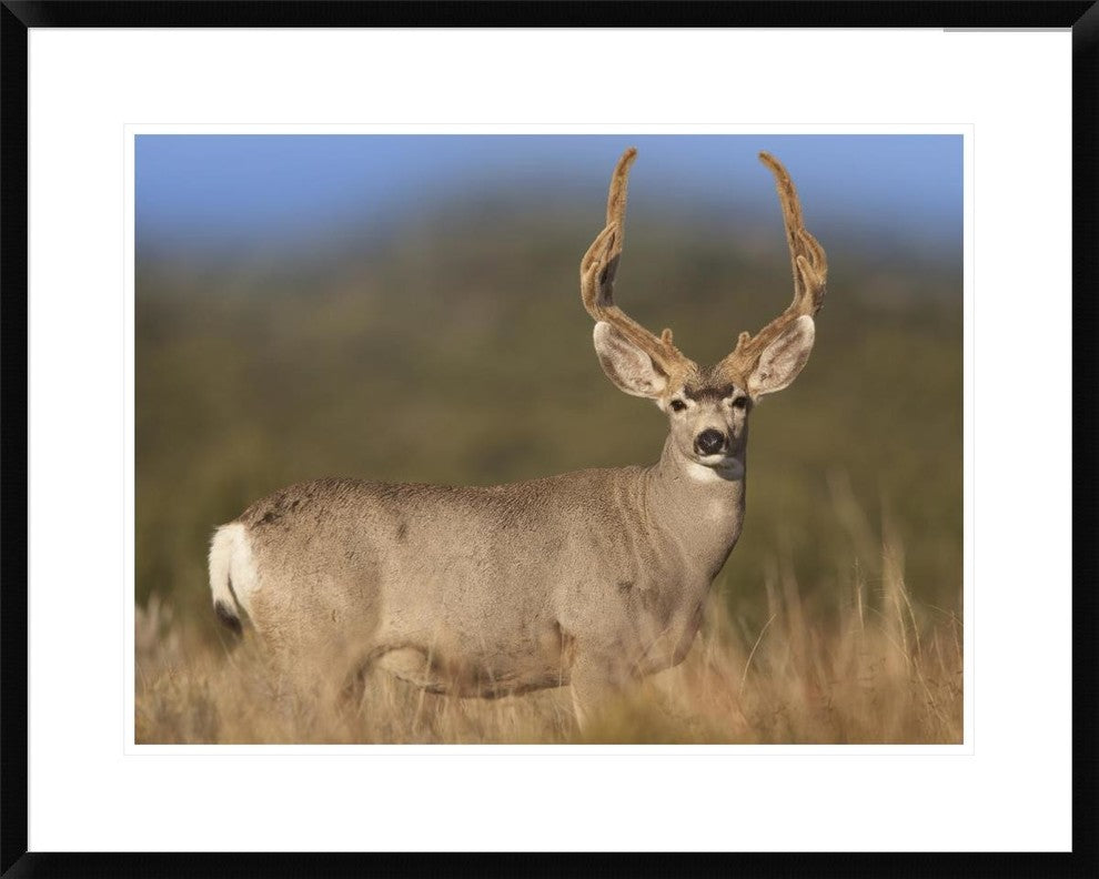 "Mule Deer male in dry grass, North America"  by Tim Fitzharris, 32x26"
