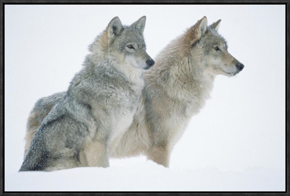 Timber Wolf Portrait Of Pair Sitting In Snow, North America, 24"x16"
