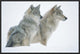 Timber Wolf Portrait Of Pair Sitting In Snow, North America, 24"x16"