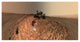 "Curiosity Self-Portrait, Buckskin Drilling Site, Mt Sharp" Paper Art, 38"x20"