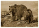 "Grizzly Bear mother with one year old cub, North America" Paper Art, 38"x27.56"