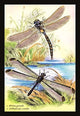 Insects: Aeshna Grandis and Stilbopteryx Costalis - Gallery Wrapped Canvas Art