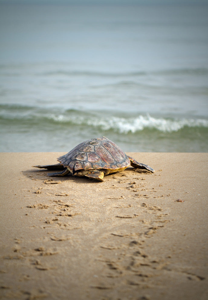 Baby Loggerhead Sea Turtle Beach Ocean Photograph Loose Wall Art Print, 18" X 24"