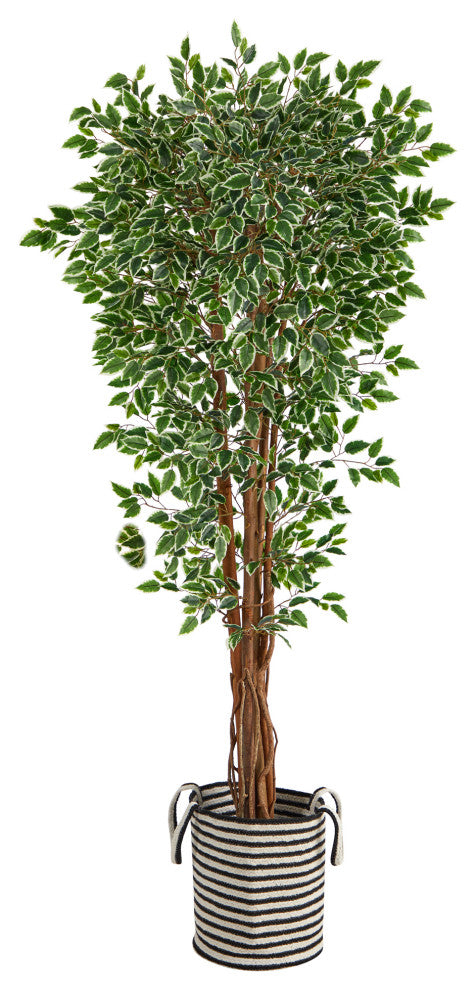 T2974 70 Variegated Ficus Artificial Tree in Handmade Black & White