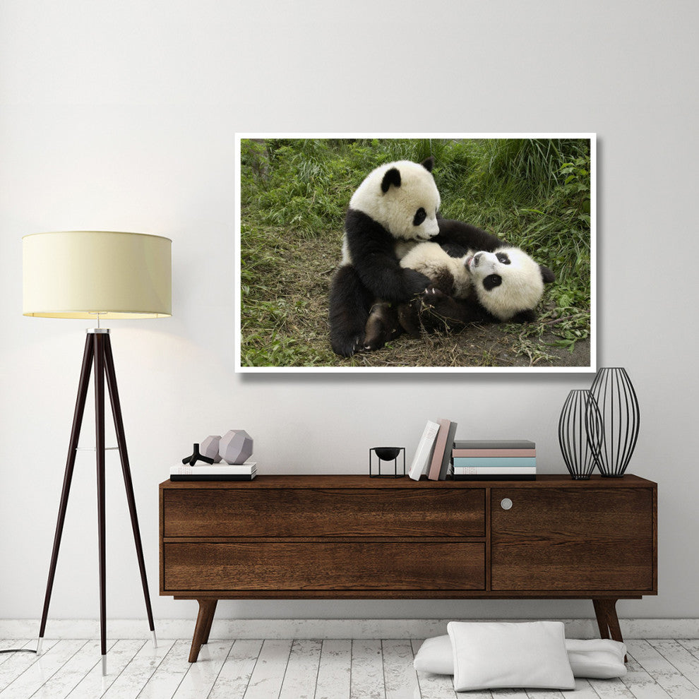 "Giant Panda cubs playing, Wolong Nature Reserve, China" Paper Art, 62"x42"