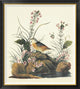 "Yellow-Winged Sparrow" Framed Canvas Giclee by John James Audubon, 38x42"