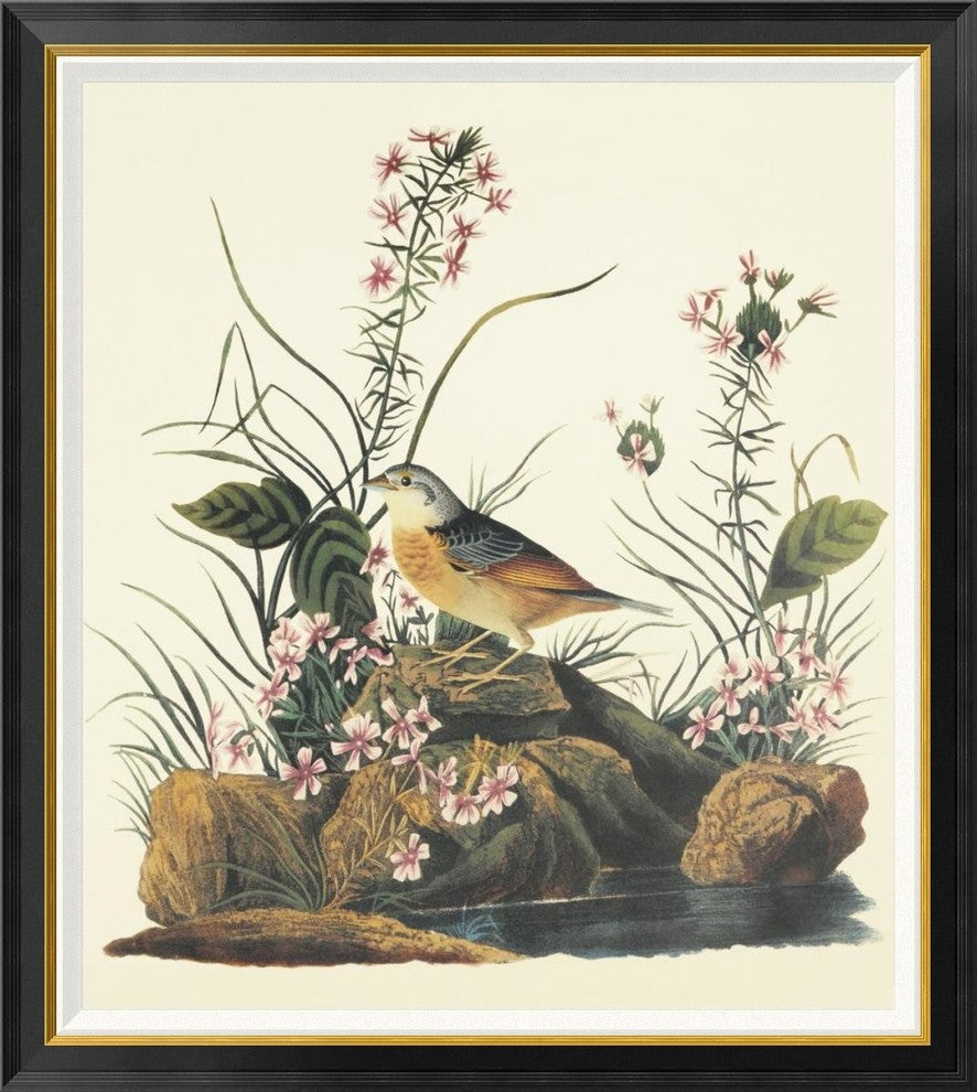 "Yellow-Winged Sparrow" Framed Canvas Giclee by John James Audubon, 38x42"