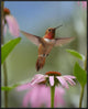 "Rufous Hummingbird male feeding on flower nectar"  by Tim Fitzharris, 29x36"