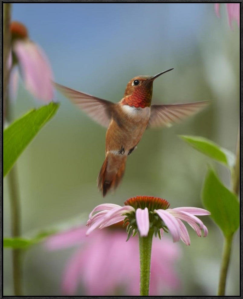 "Rufous Hummingbird male feeding on flower nectar"  by Tim Fitzharris, 29x36"