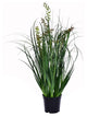 24" Green Sheep'S Grass In Pot