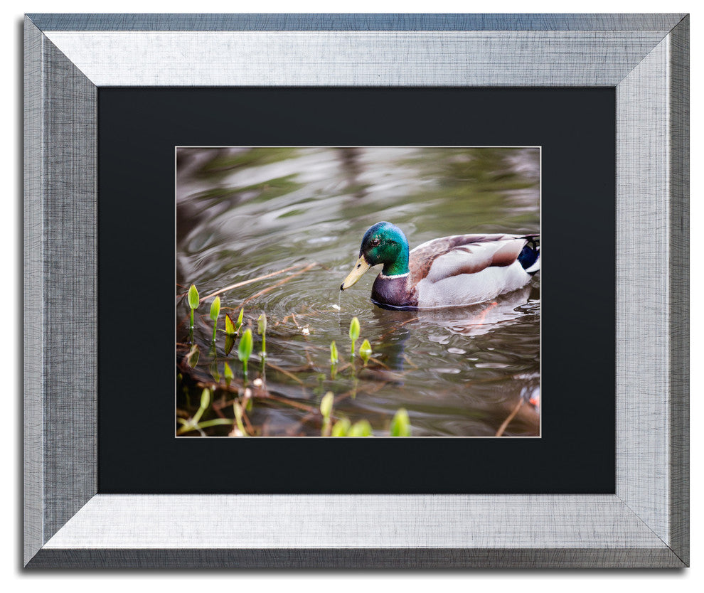 Jason Shaffer 'Mallard' Matted Framed Art, Silver Frame, Black Mat, 14x11