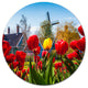 Tulips In The Netherlands Village, Floral Large Disc Metal Artwork, 11"